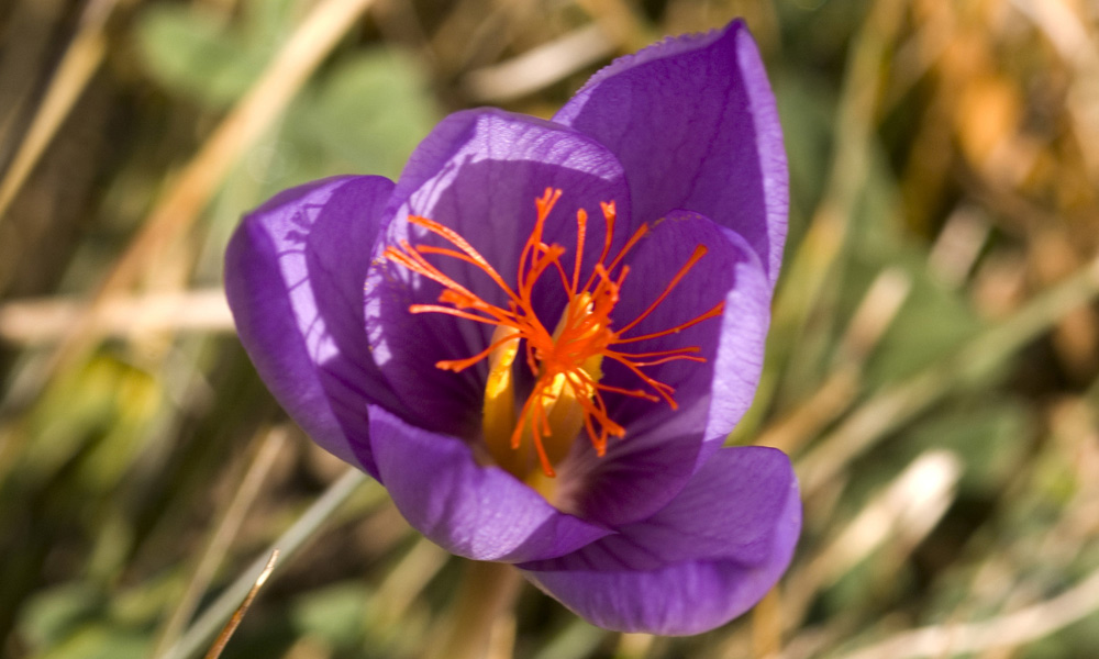 Crocus e Colchicum.